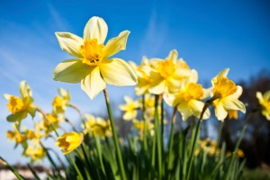 pics-daffodil