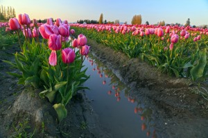 pink-tulips-1em