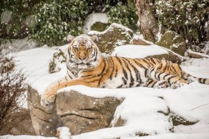 Mik tiger in snow_Oregon Zoo