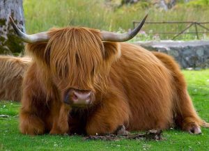Highland-Cattle-Animal